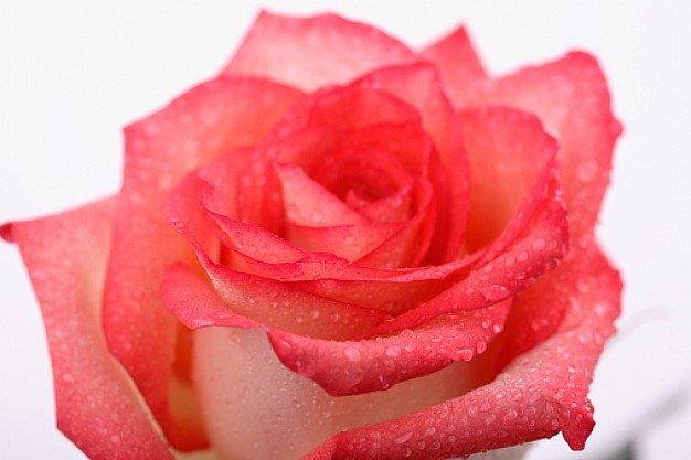roses–pink-rose–fresh-rose–fondo-blanco_3139707