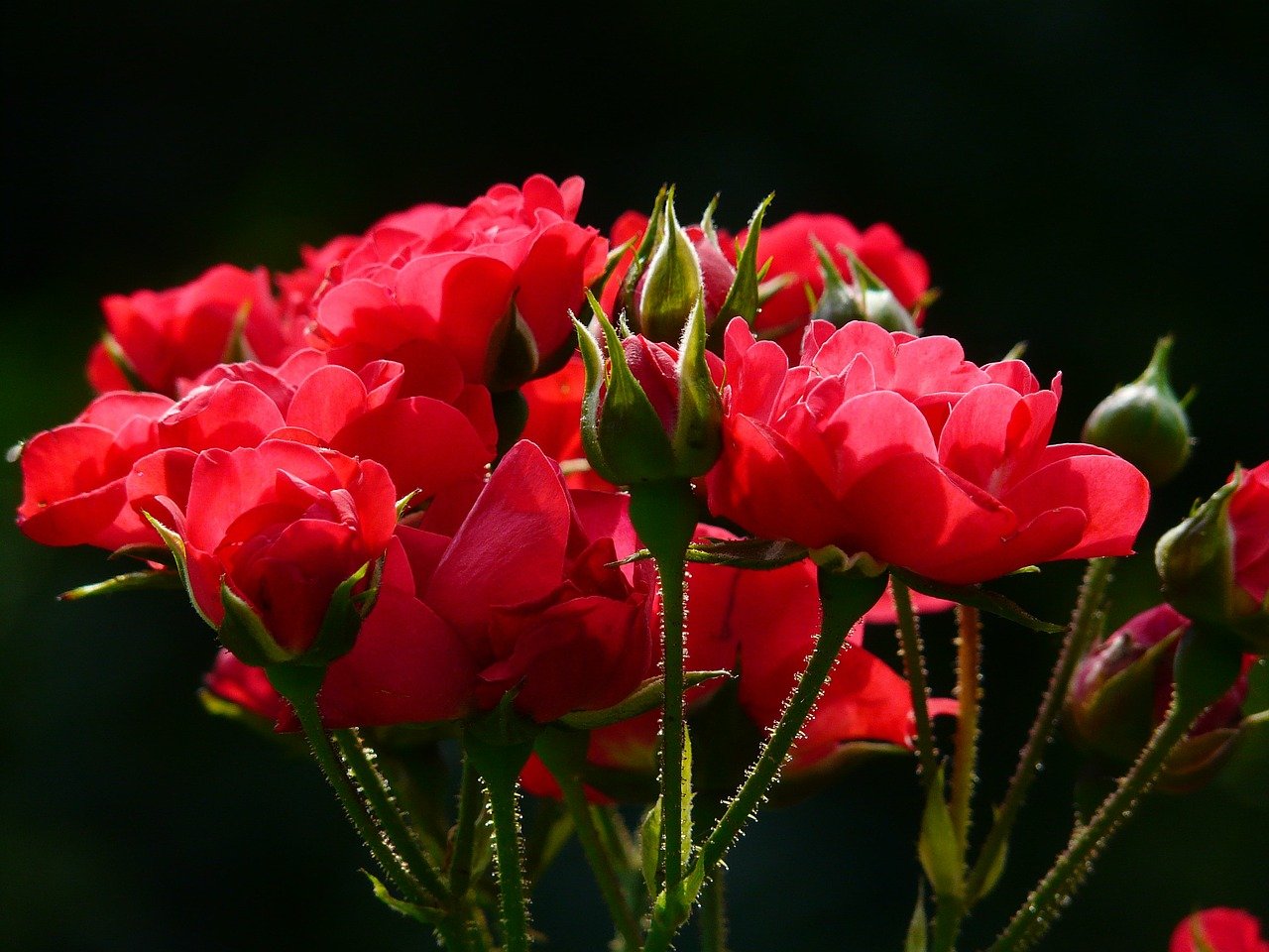 rojas rosas