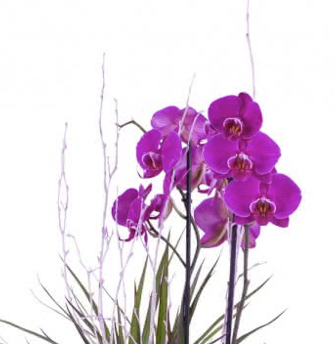 CENTRO JARDÍN BOTÁNICO (Creativo del florista ) - Imagen 2