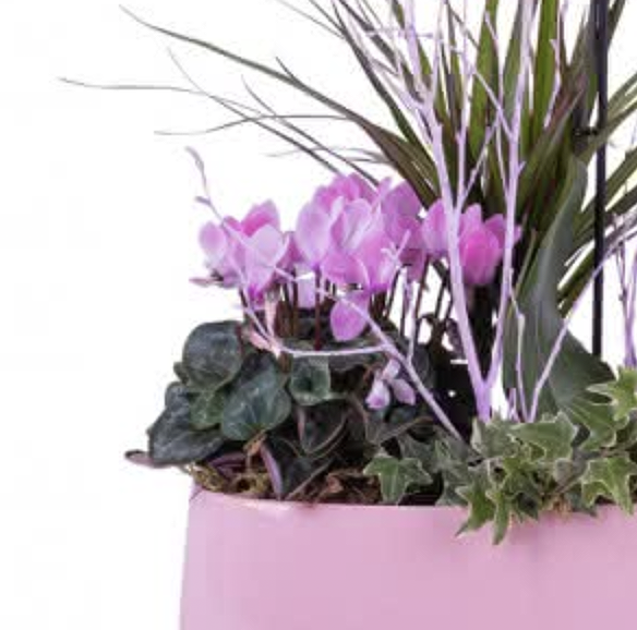 CENTRO JARDÍN BOTÁNICO (Creativo del florista ) - Imagen 3