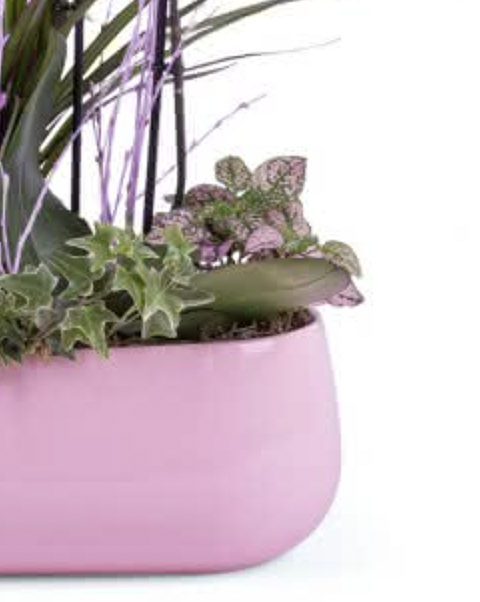 CENTRO JARDÍN BOTÁNICO (Creativo del florista ) - Imagen 4