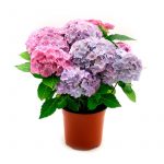 HORTENSIA PLANTA