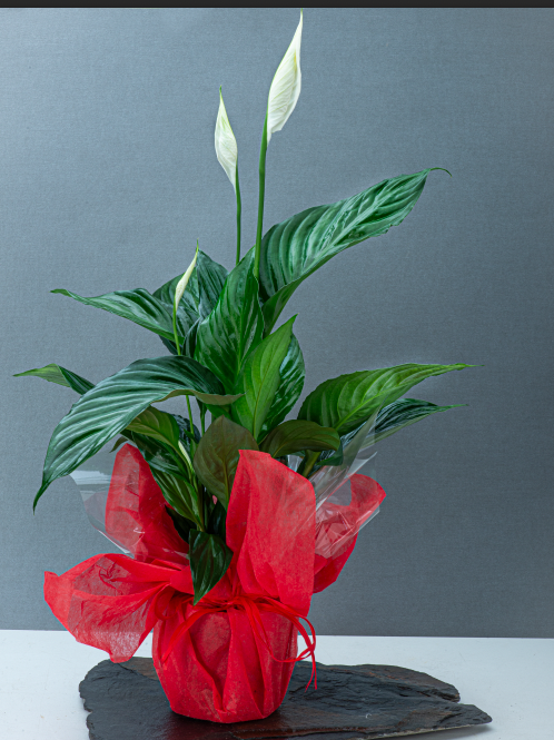 SPATHIPHYLLUM