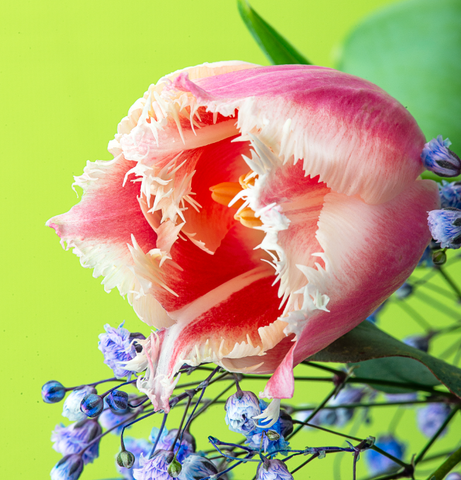 RAMO DE TULIPANES - Imagen 4