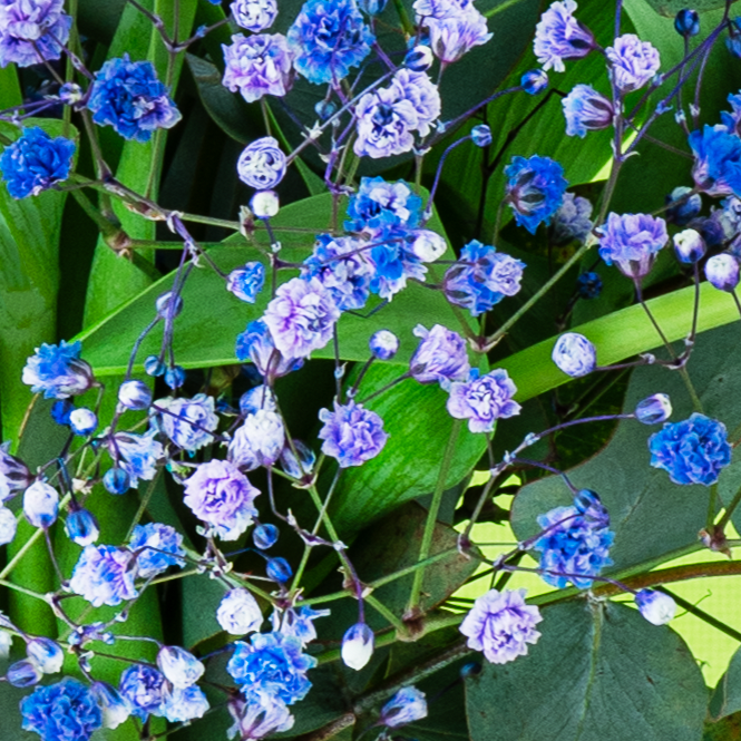 RAMO DE TULIPANES - Imagen 2