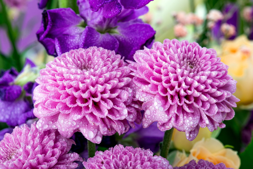 BOUQUET SELENE - Imagen 2