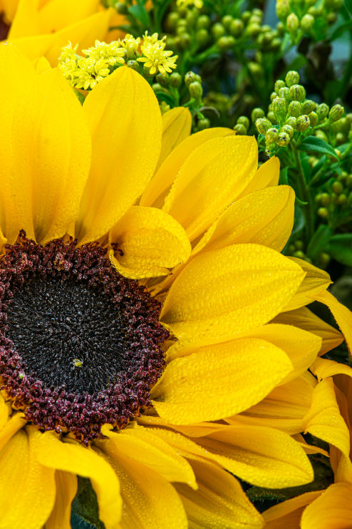 GIRASOLES - Imagen 2