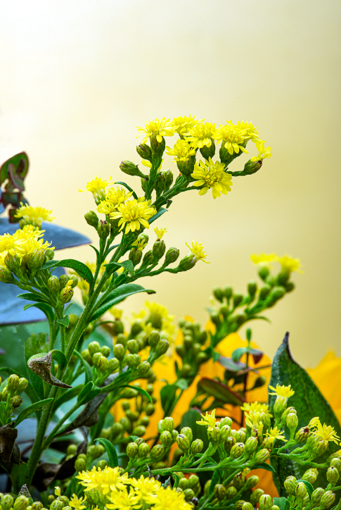 GIRASOLES - Imagen 3