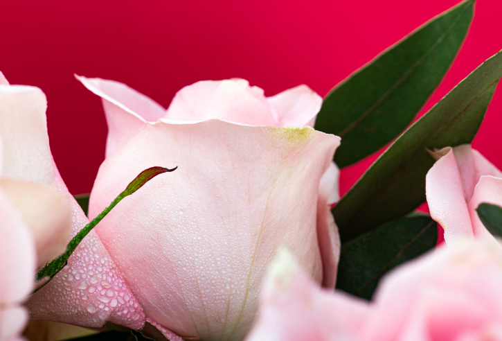 BOUQUET DULZURA - Imagen 4