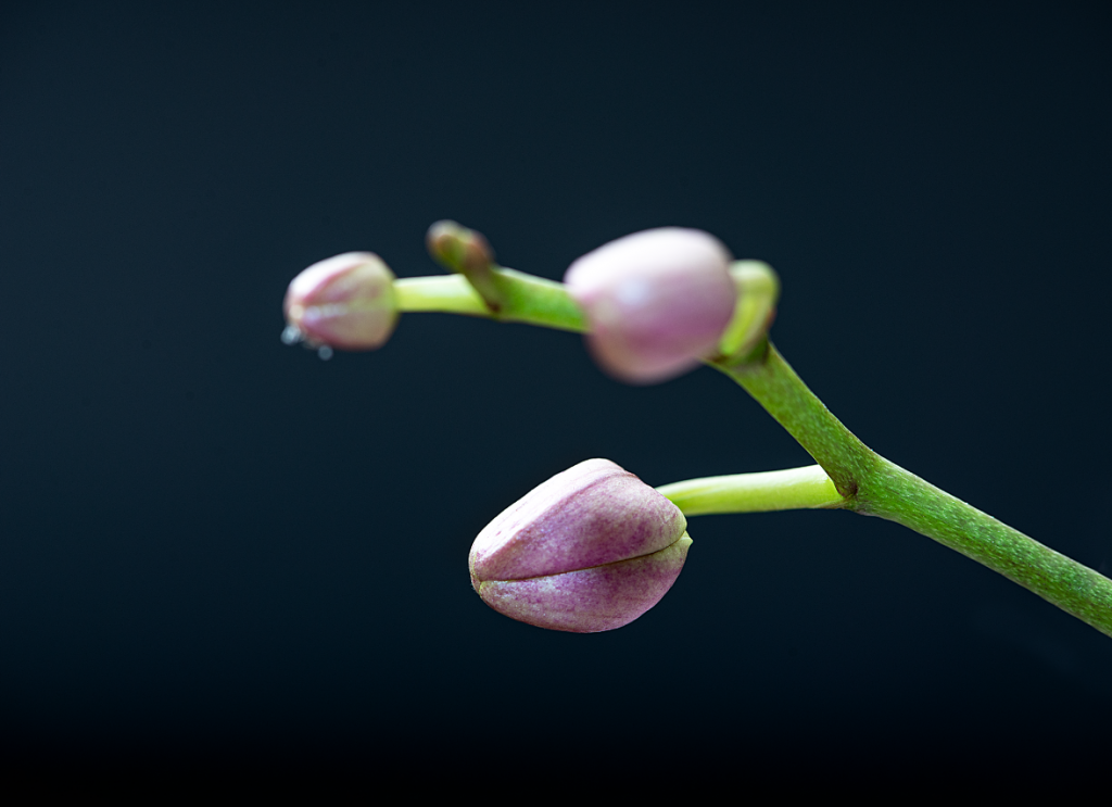 PLANTAS