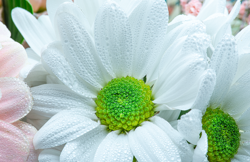 FLORES