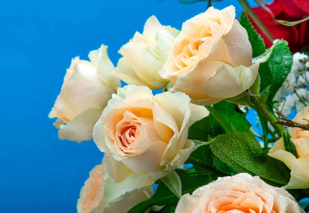 BOUQUET PETIT - Imagen 2