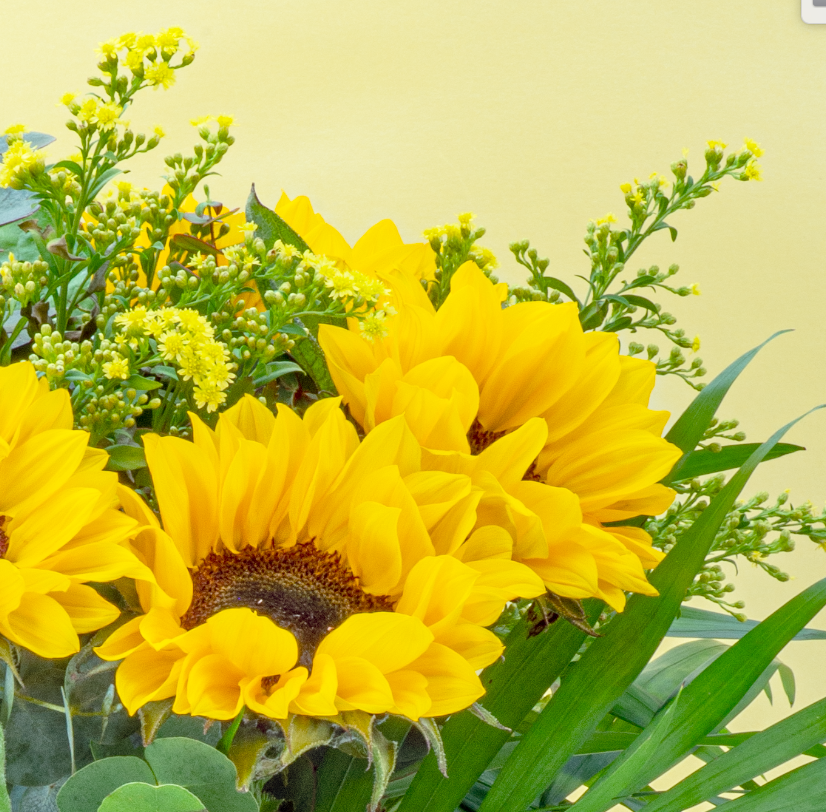GIRASOLES - Imagen 4