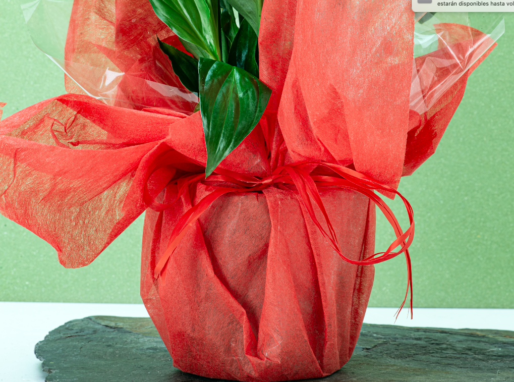 SPATHIPHYLLUM - Imagen 2