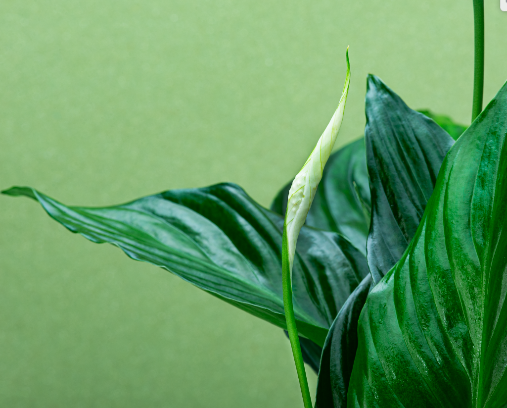 SPATHIPHYLLUM - Imagen 4