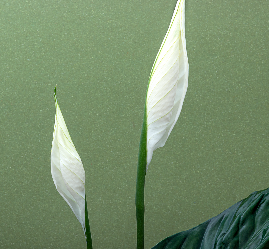 SPATHIPHYLLUM - Imagen 3